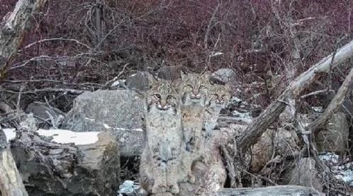 三只山猫围观无人机摆pose像网红相关图片(5)