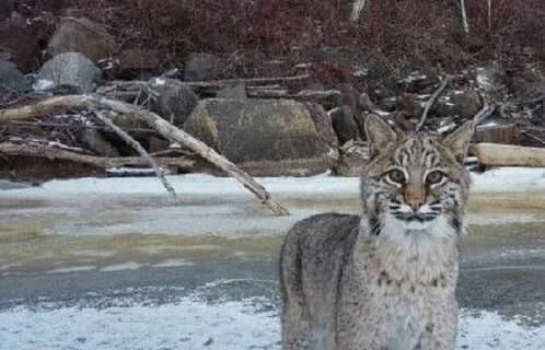 三只山猫围观无人机摆pose像网红相关图片(4)